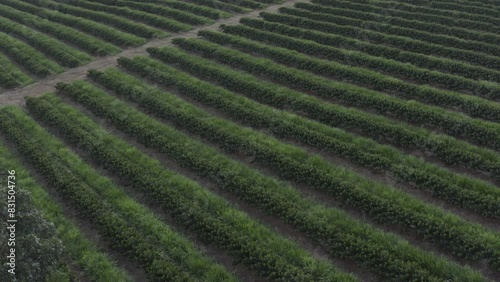 Rows of vines in vineyard