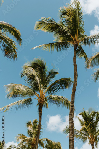 Palm trees silhouettes against a hawaiian island backdrop