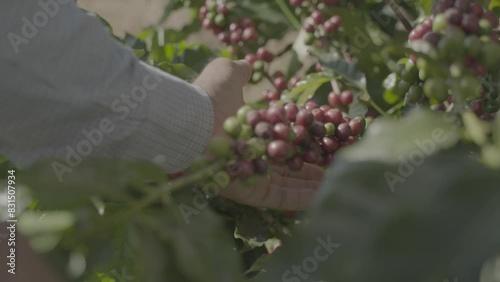 Hand holding a bunch of grapes