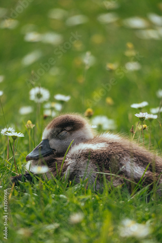 Fototapeta Naklejka Na Ścianę i Meble -  goosling in low grass cute animal