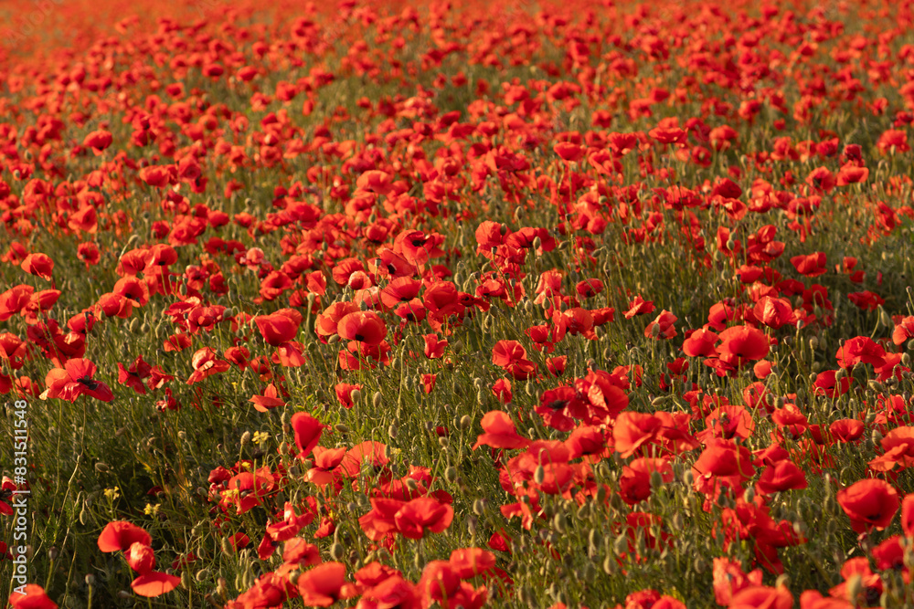 A field of red poppies with a bright sun in the background.