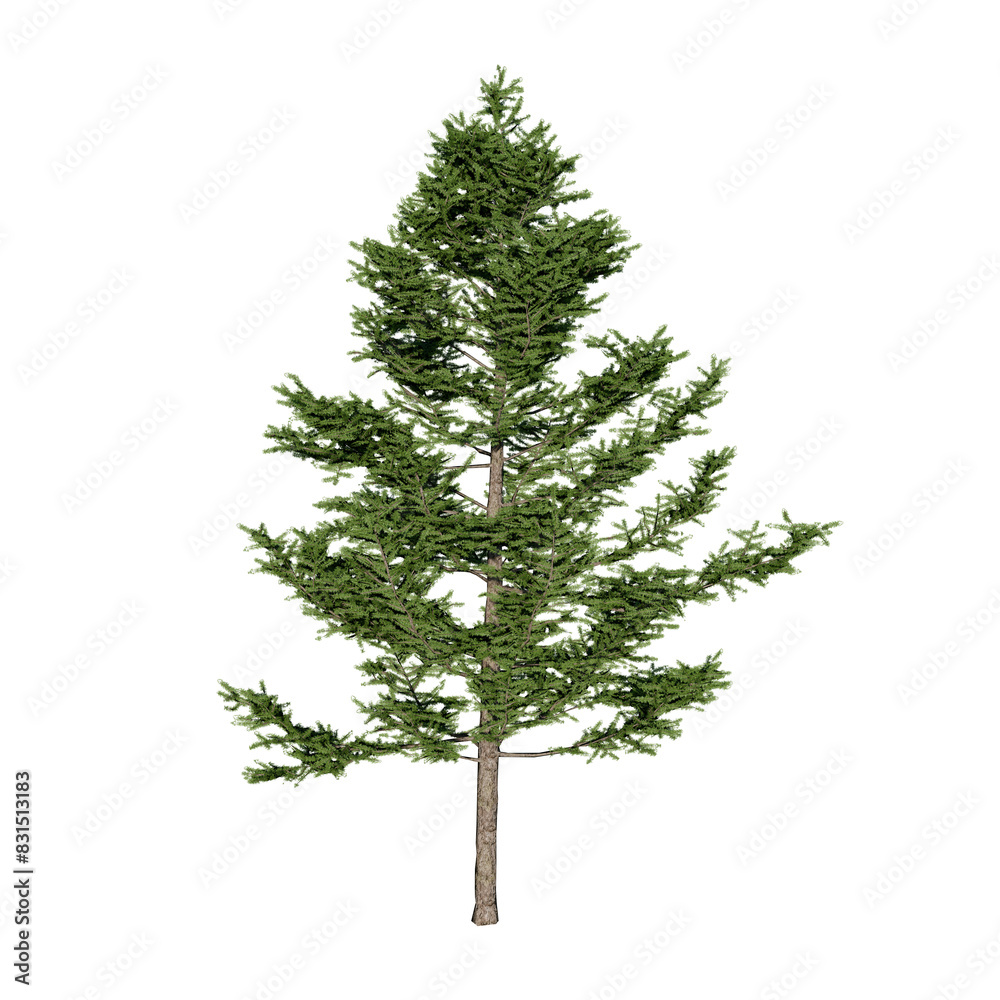 Larix kaempferi tree, the Japanese larch or karamatsu in Japanese, is a species of larch native to Japan. Isolated for composition. Nature, climate change. Larix kaempferi tree, the Japanese larch or karamatsu in Japanese, is a species of larch native to Japan. Isolated for composition. Nature, climate change.