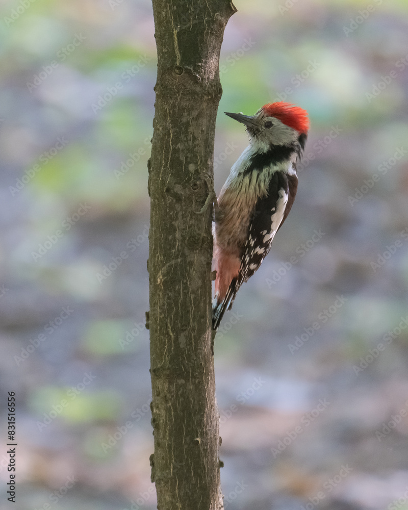 A Middle Spotted Woodpecker is Standing in a Tree In Search for Its Daily Food A Middle Spotted Woodpecker is Standing in a Tree In Search for Its Daily Food