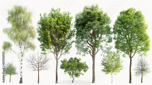 Different species of trees detailed photorealistic spring, turnaround page white background --ar 16:9 Job ID: b681a355-b122-4d86-b105-0af42d91ec27 photo