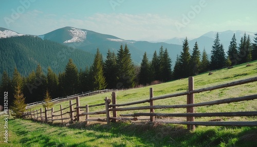 carpathian countryside scenery in spring on a sunny morning mountainous rural landscape of ukraine with meadow behind the wooden fence fir forest on the grassy hill in the distance
