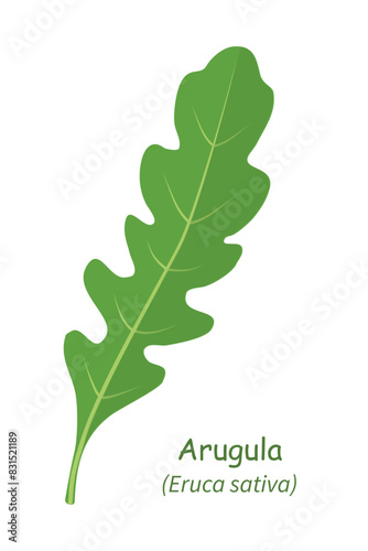Vector illustration of Arugula with a scientific name, Leaf plant isolated color on a white background. Rucola Arugula green herb, icon flat vector. 