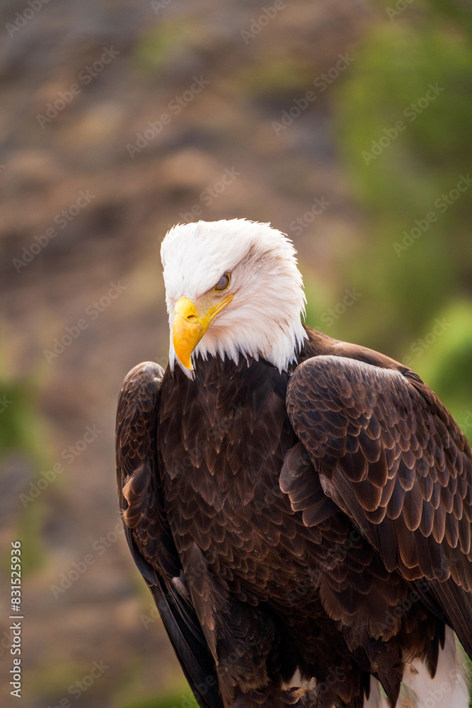 A portrait of a closed eye bald eagle
