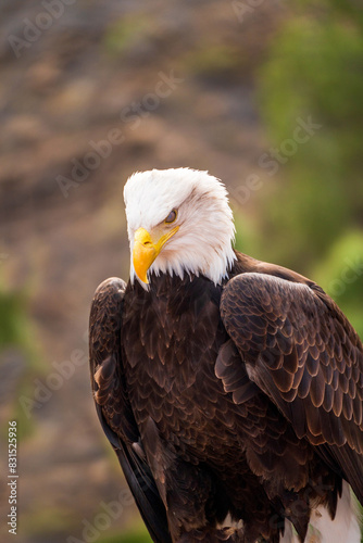 Obraz na płótnie A portrait of a closed eye bald eagle w salonie