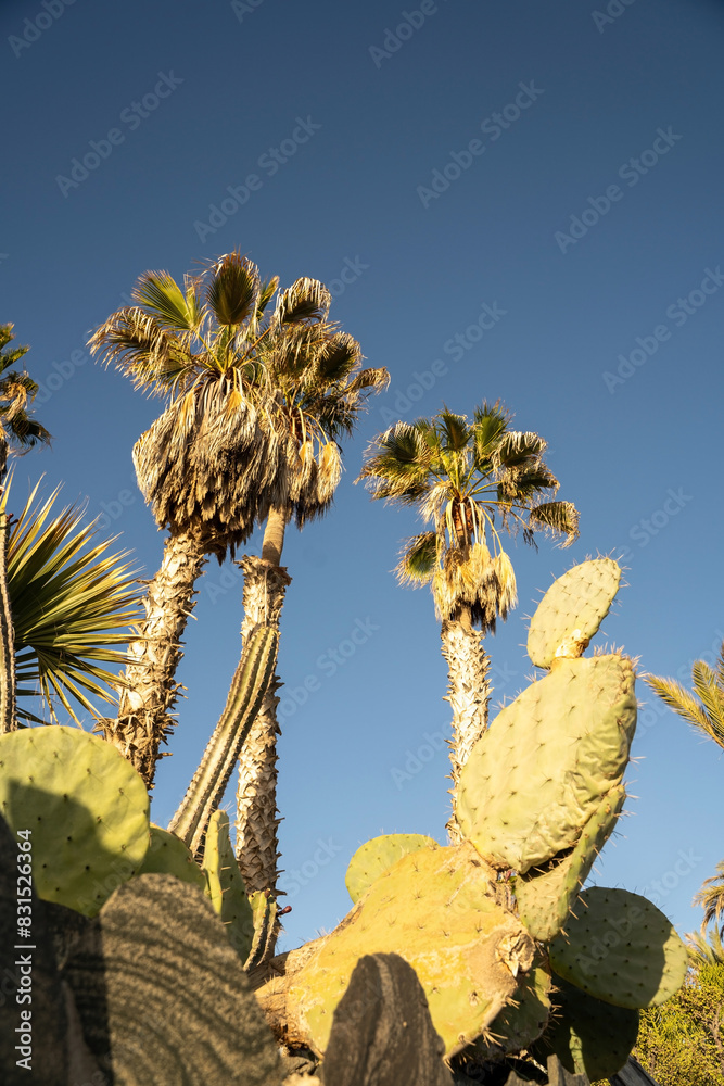 Leafs of a large cactus with spines and prickly figs fruit in front of blue sky and a palm tree
