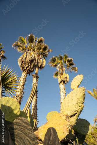 Obraz na płótnie Leafs of a large cactus with spines and prickly figs fruit in front of blue sky and a palm tree w salonie