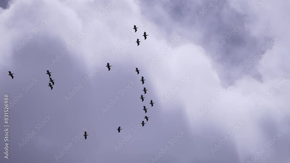 Pelicans gliding high in the sky against the clouds over Utah. Pelicans gliding high in the sky against the clouds over Utah.
