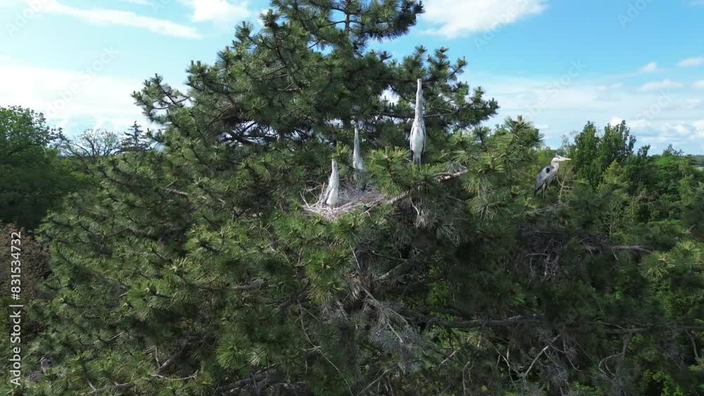 Fischreiher nisten auf einer Kiefer - Teil 2