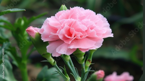 Lovely Pink Carnation