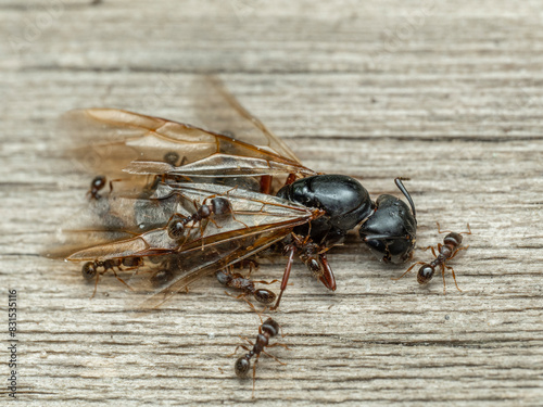 P5110006 pavement ants, Tetramorium immigrans, on dead queen carpenter ant, Camponotus modoc, cECP 2024