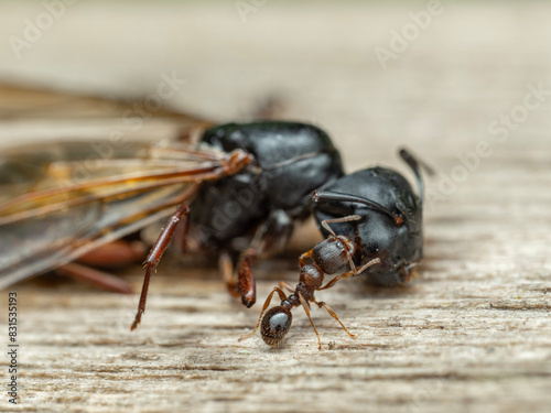 P5110088 pavement ant, Tetramorium immigrans, and dead queen carpenter ant, Camponotus modoc, cECP 2024 photo