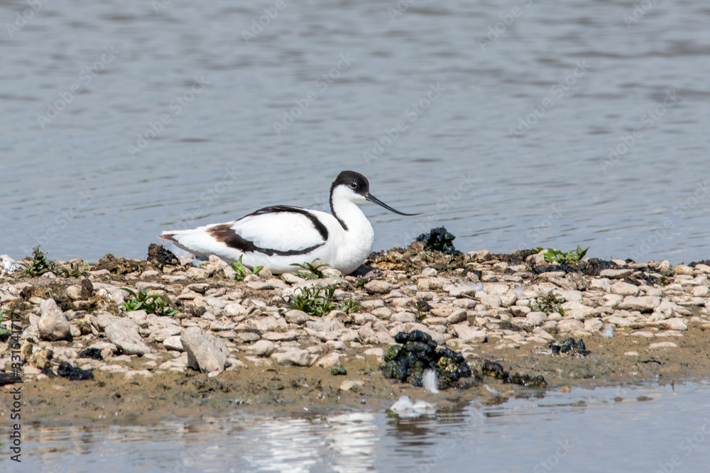 Pied avocet on a rocky island Pied avocet on a rocky island