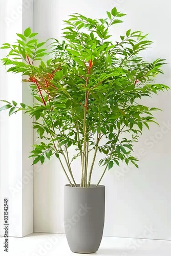 Potted plant, The best indoor houseplants that.