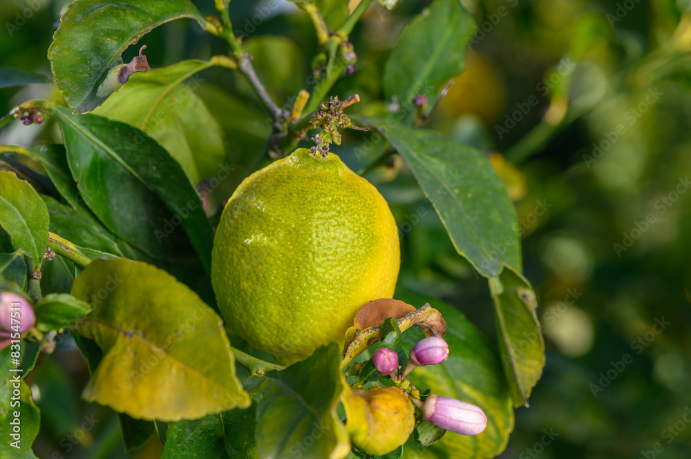 Green trees with ripe yellow lemons and flowers 1 Green trees with ripe yellow lemons and flowers 1
