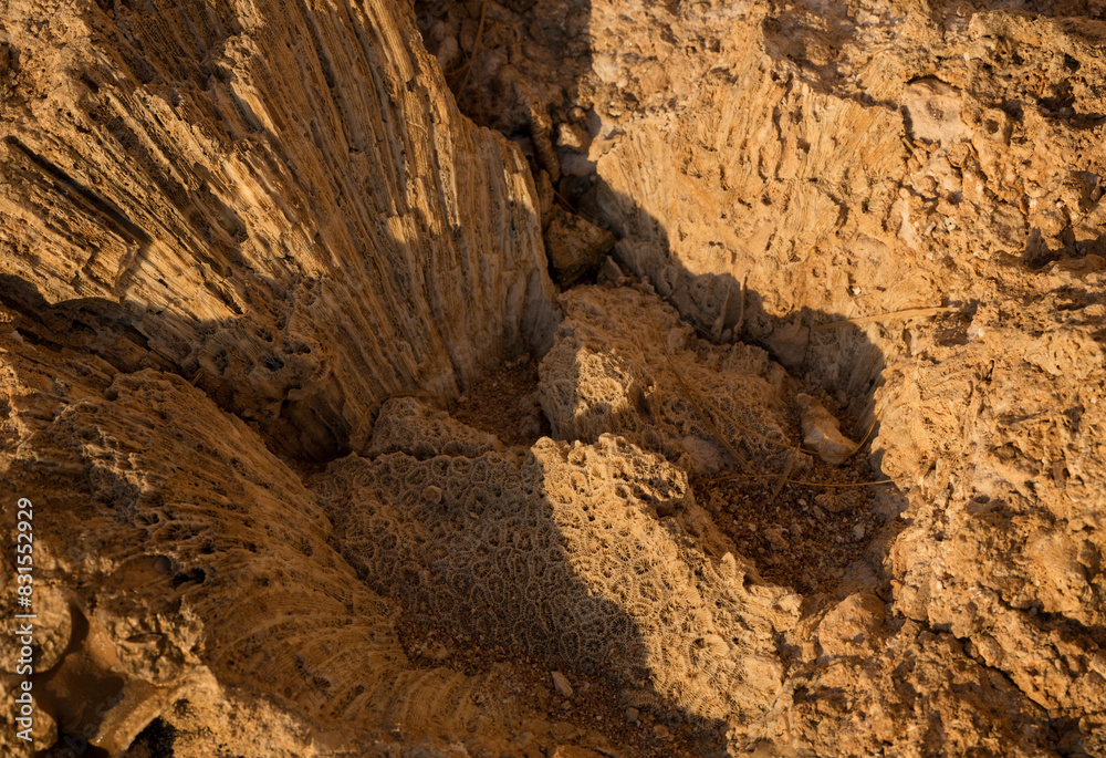 Obraz premium Fossil corals of the Red Sea. Ancient creatures, turned into stone. Reef corals.
