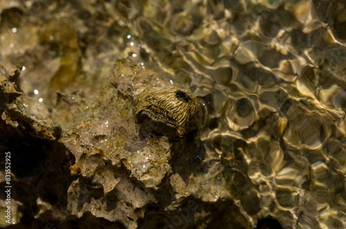 Tetraclita squamosa - Thatched barnacle. Balanus (Balanomorpha) is a genus of barnacles in the family Balanidae of the subphylum Crustacea.