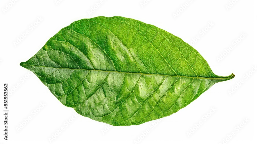 Obraz premium Isolated green leaf on a white background