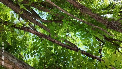 View of the locust crown. Black locust canopy in spring photo