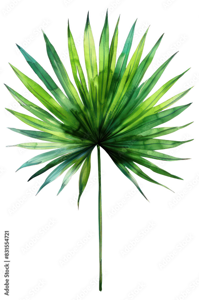 Fototapeta premium Hyophorbe Palm Leaf, Bottle Palm, Watercolor tropical Border, watercolor illustration,