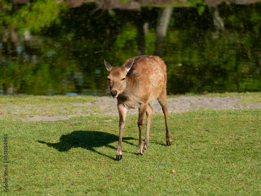 【奈良公園】水を飲み終えた鹿 【奈良公園】水を飲み終えた鹿