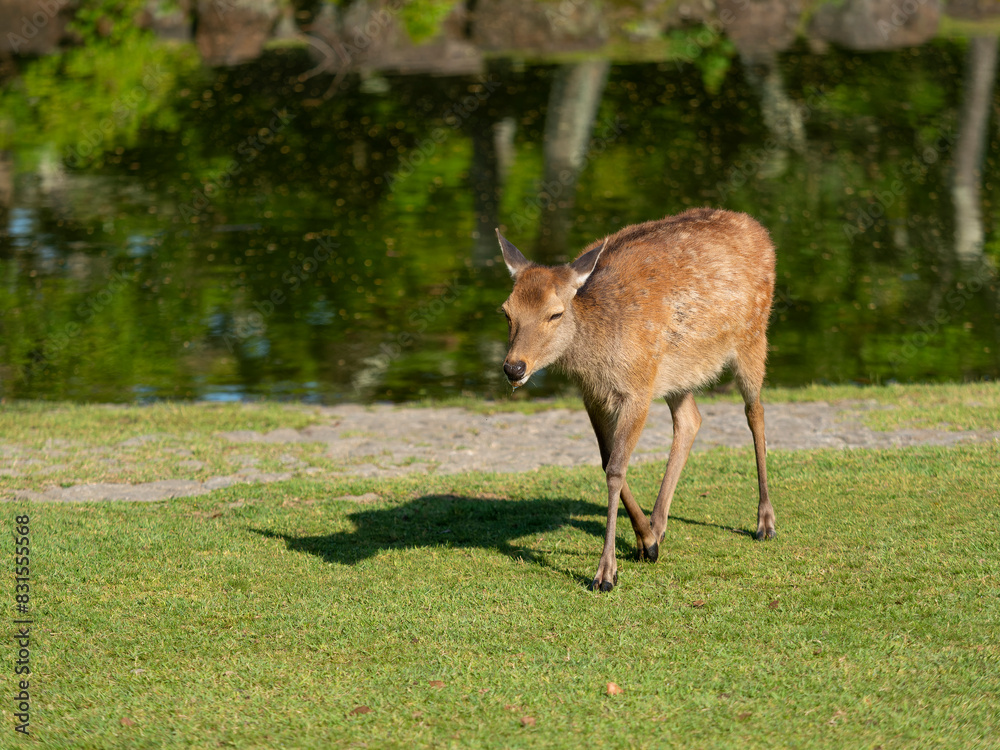 【奈良公園】水を飲み終えた鹿