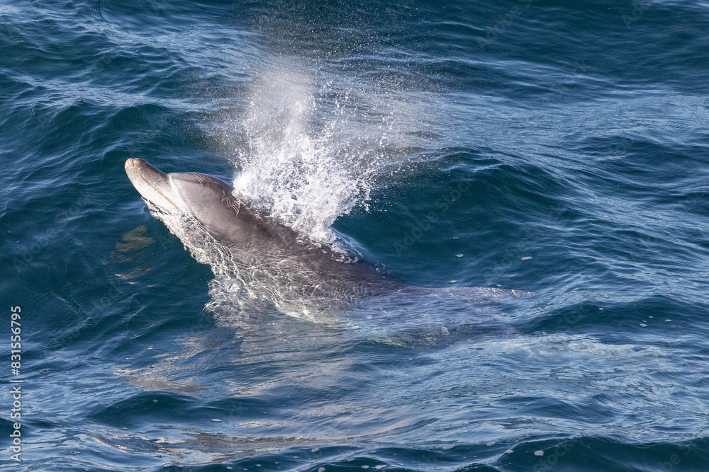 Naklejka premium Bottlenose Dolphin breaking the surface