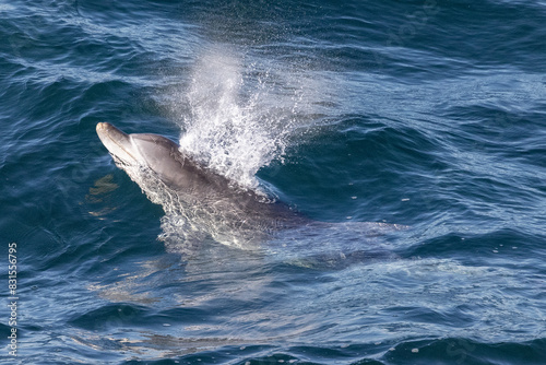 Bottlenose Dolphin breaking the surface
