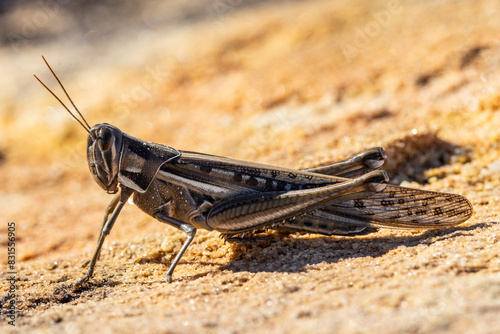 Australian Spur-throated Locust