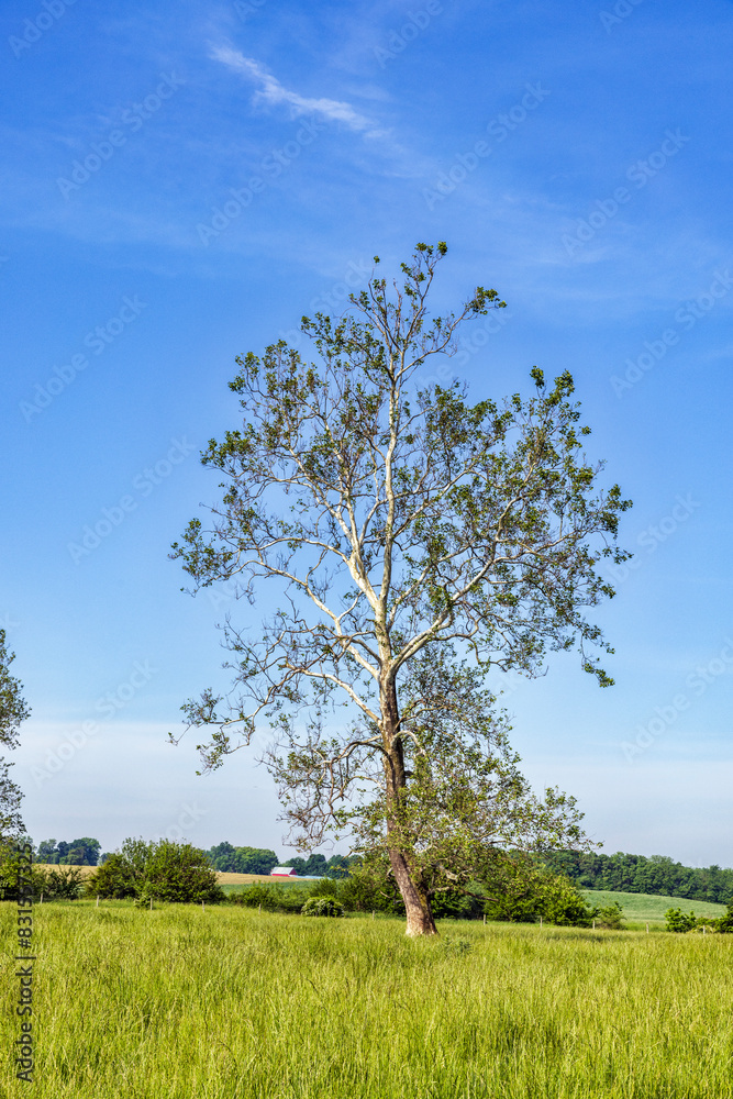 Lone white bark tree in grassy field Lone white bark tree in grassy field