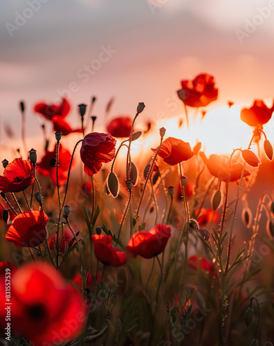Fototapeta Naklejka Na Ścianę i Meble -  Wild red poppy flowers in the meadow at sunset in the evening.