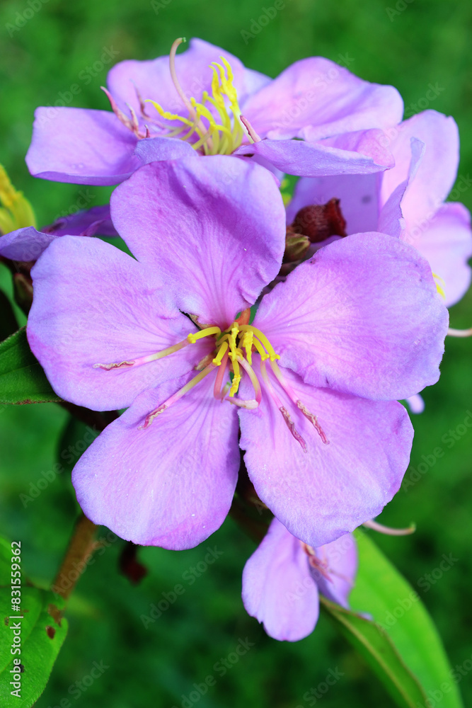 Melastoma affine flower. Blooming Purple Flowers in the morning. Melastoma affine flower. Blooming Purple Flowers in the morning.