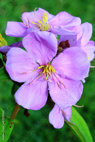 Melastoma affine flower. Blooming Purple Flowers in the morning.