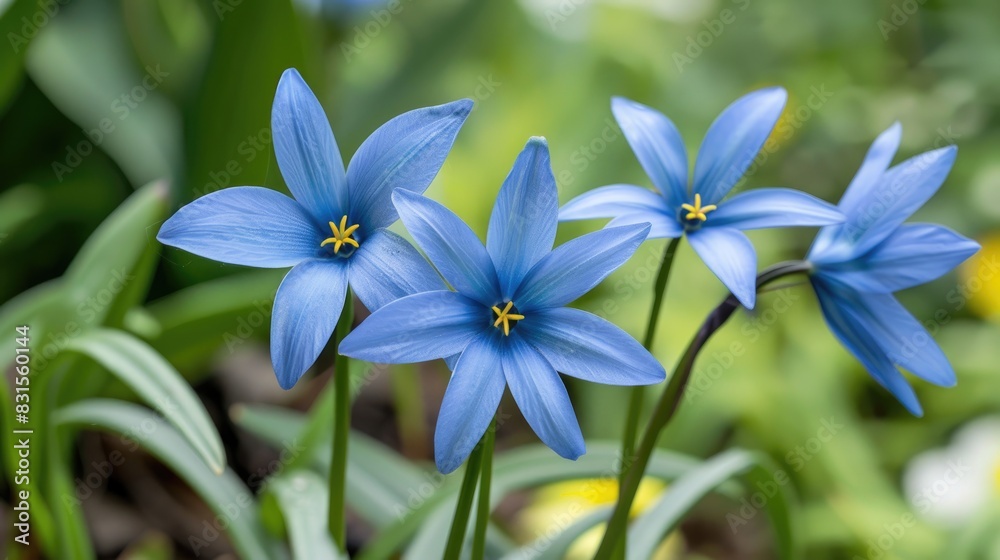 Ipheion uniflorum Wisley Blue AKA Spring starflower or Mexican Star Flower in bloom Ipheion uniflorum Wisley Blue AKA Spring starflower or Mexican Star Flower in bloom