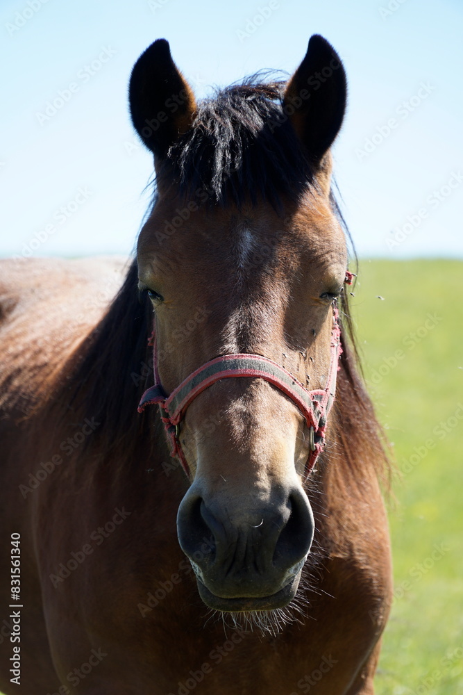 Fototapeta premium Horse - close-up on head - vertical photograph