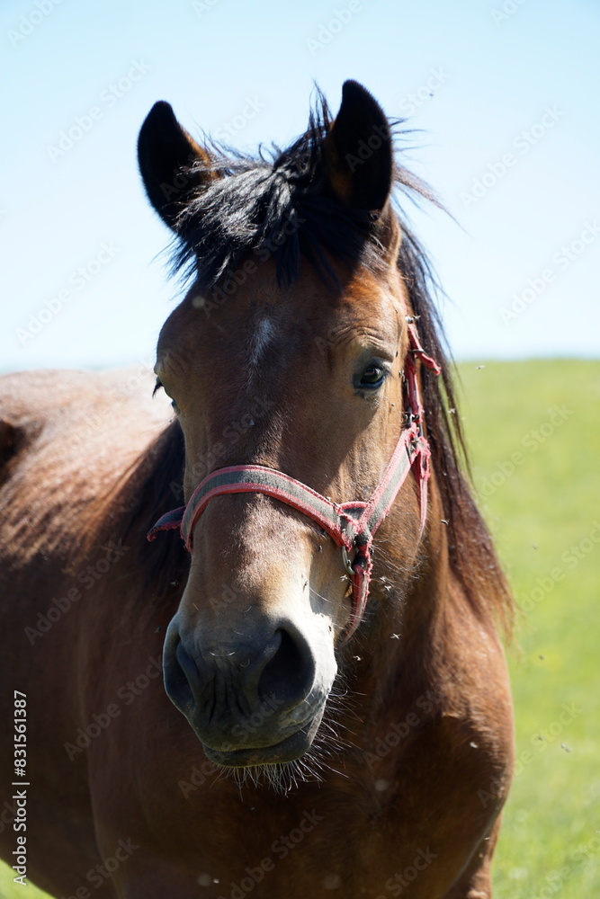Horse - close-up on head - vertical photograph Horse - close-up on head - vertical photograph
