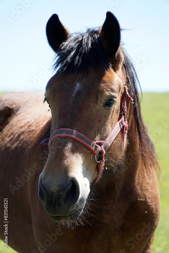 Horse - close-up on head - vertical photograph