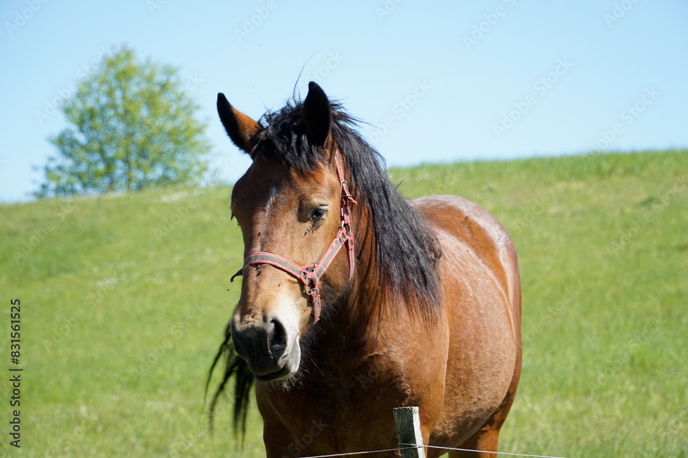 Horse - close-up on head, grass in background Horse - close-up on head, grass in background
