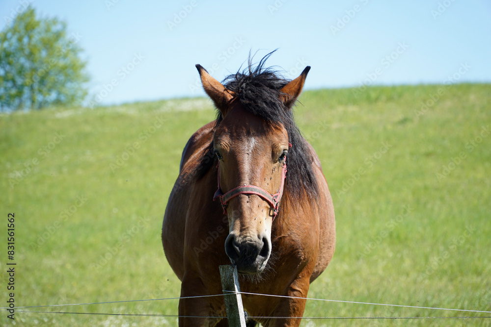 Naklejka premium Horse - close-up on head, grass in background