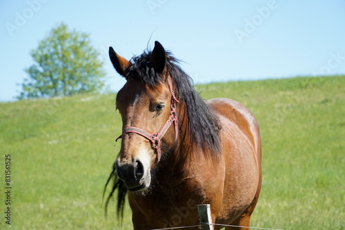 Horse - close-up on head  grass in background