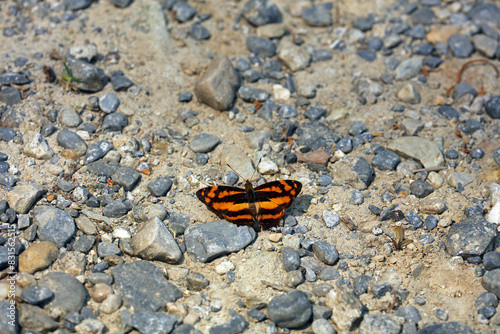 Peninsular jester in Chitwan National Park  Nepal