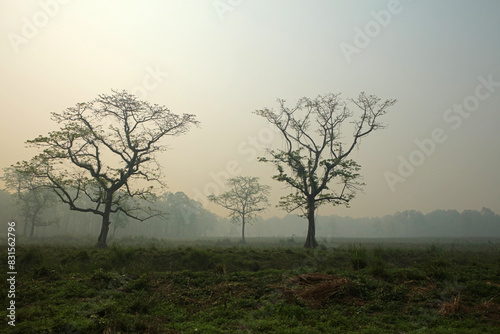 Wallpaper Mural Landscape of early morning in Chitwan National Park, Nepal Torontodigital.ca