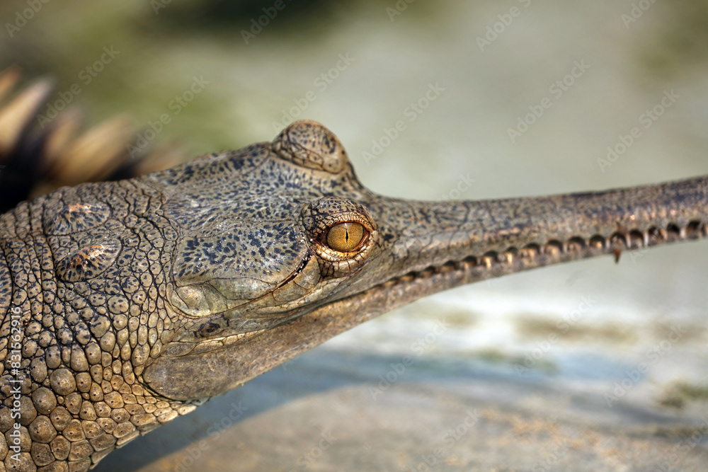 Fototapeta premium Gharial crocodile in Chitwan National Park, Nepal