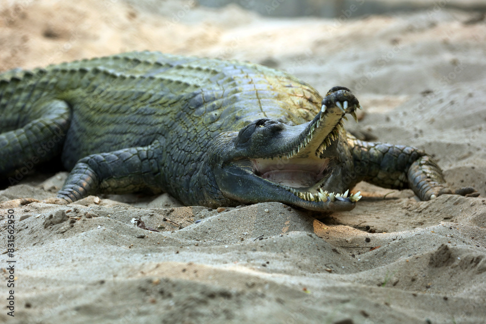 Gharial crocodile in Chitwan National Park, Nepal Gharial crocodile in Chitwan National Park, Nepal