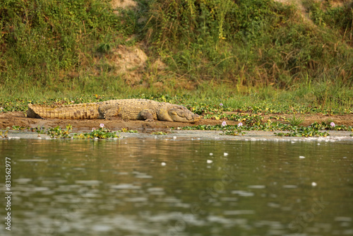 Schilderij op canvas Mugger crocodile near East Rapti River in Chitwan National Park, Nepal