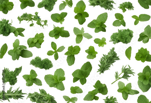 Set of healthy herbs elements Fresh mint isolated on transparent background