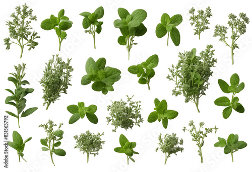 Set of healthy herbs elements Fresh oregano isolated on transparent background